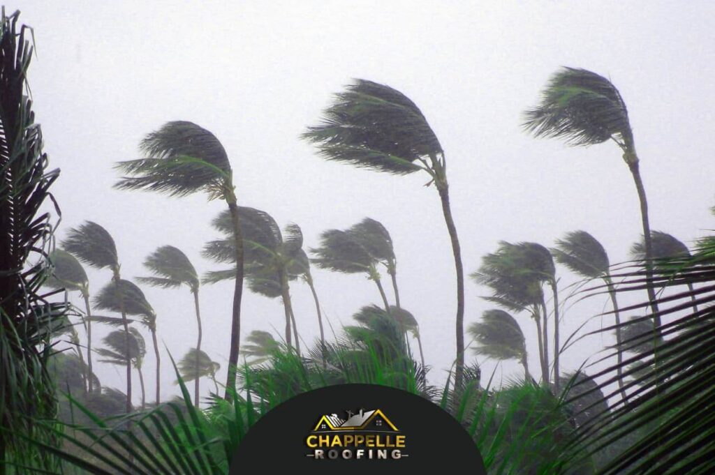 Palm trees in North Port swaying in the strong wind.